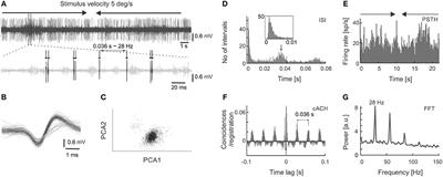 Oscillations in Spontaneous and Visually Evoked Neuronal Activity in the Superficial Layers of the Cat's Superior Colliculus